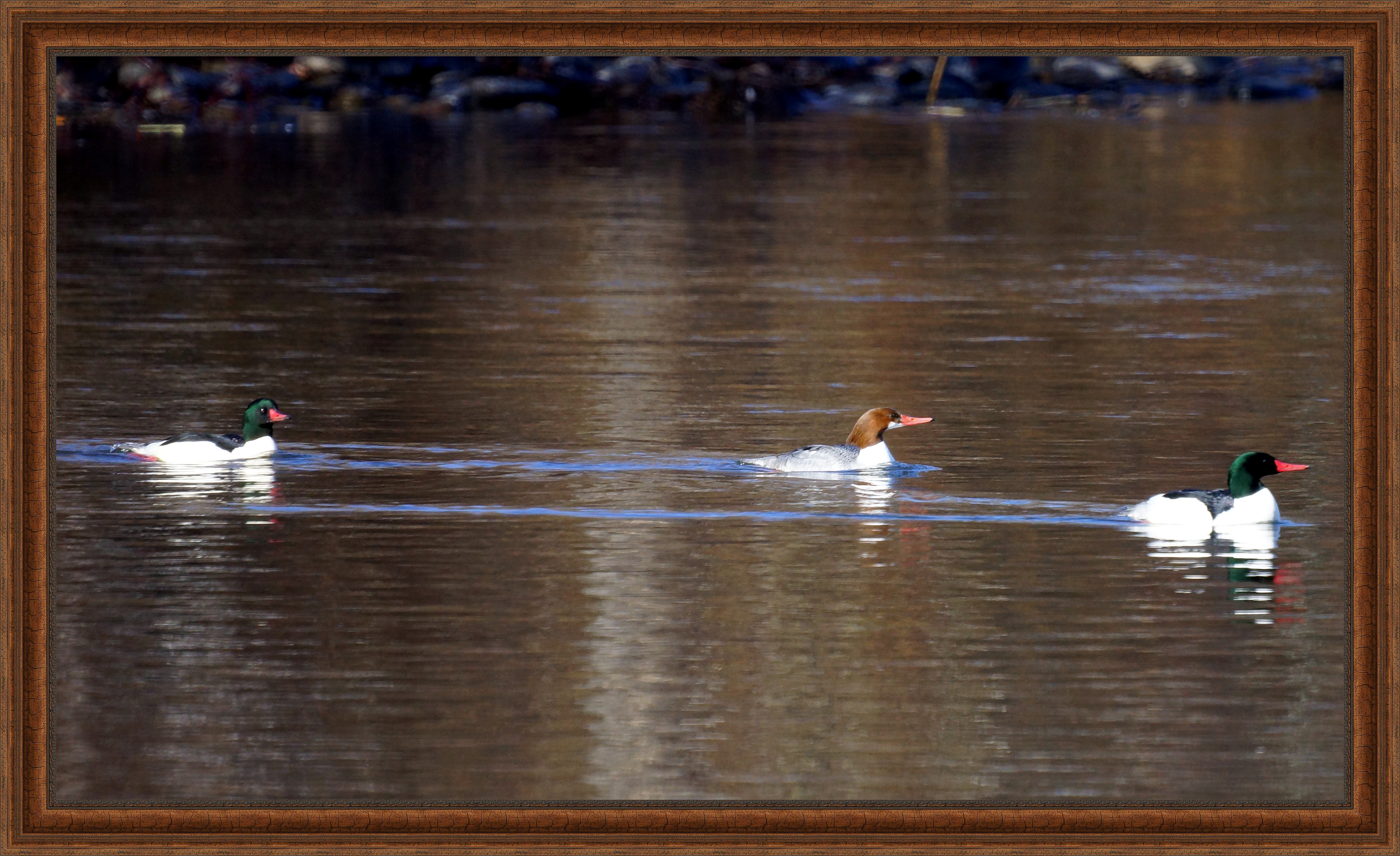 Common Mergansers, Boise River, Boise, ID