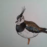 Lapwing