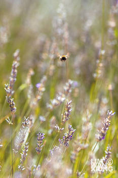 Stalk The Bee - 'Hello'