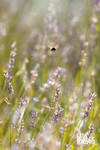 Stalk The Bee - 'Hello' by couleur
