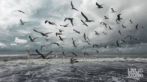 Birds of a Feather