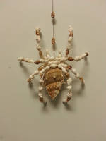 Seashell Spider