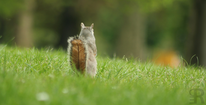 Can I have some nuts?