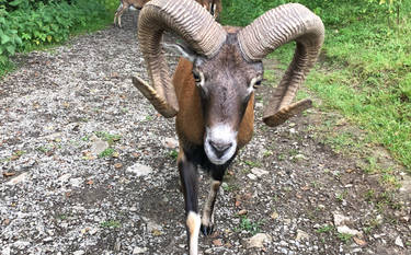 Explore the Best Mufflon Art | DeviantArt