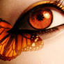 Orange Butterfly Eye