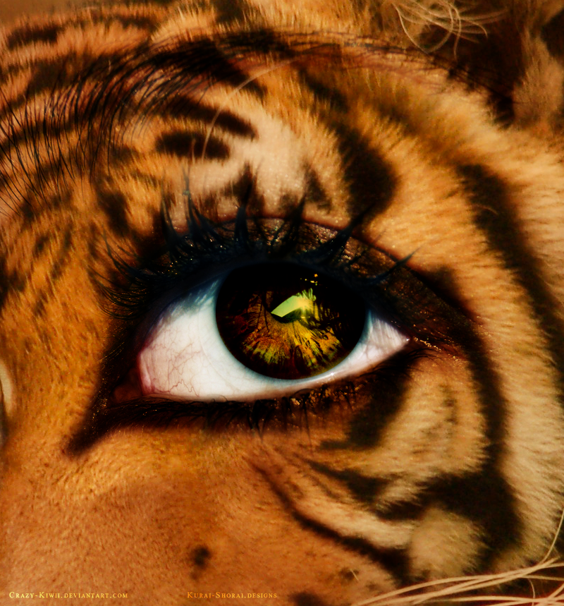 Eye of the Tiger