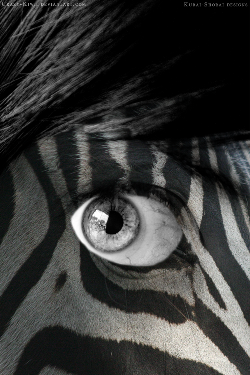 Eye of the Zebra