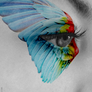 Parrot Eye