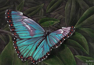 Blue Morpho