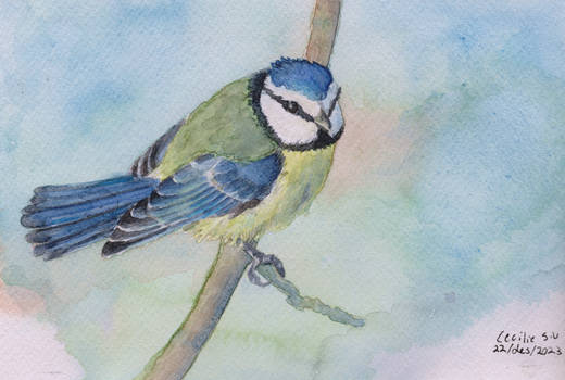 Blue tit - watercolour