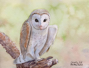 Barn owl - watercolour