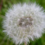 Dandelion Star