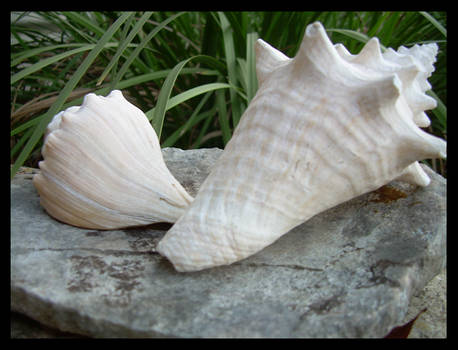 Shell