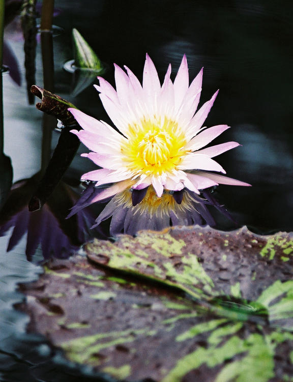Pink Lily by nickid98 on DeviantArt