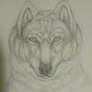 Realistic wolf drawin