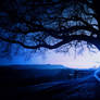 Blue Tree