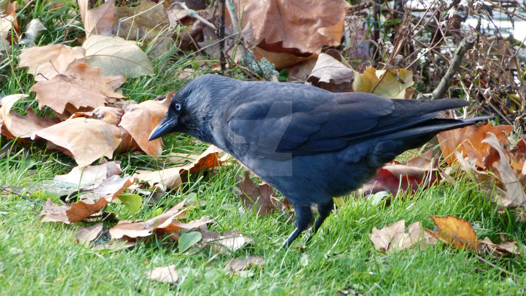 Crow in Amsterdam