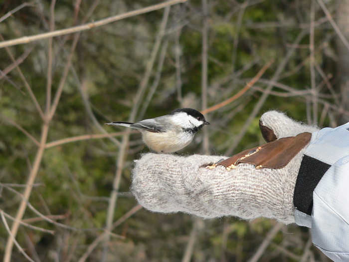 Winter Chickadee