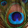peacock texture