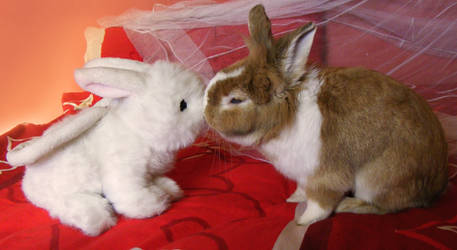 Bunny Love