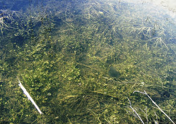 water vegetation