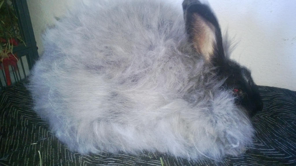 french angora doe