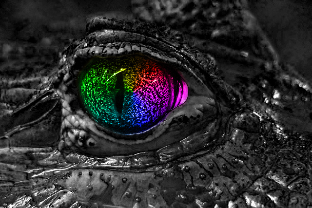 Alligator Eye