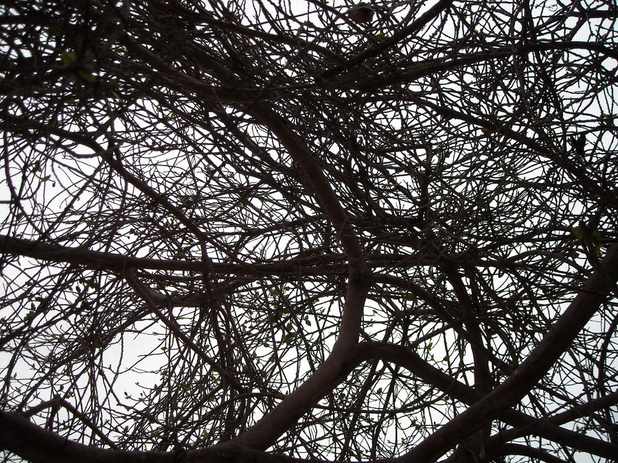 Tangled branches