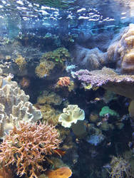 underwater world - corals and sea anemones