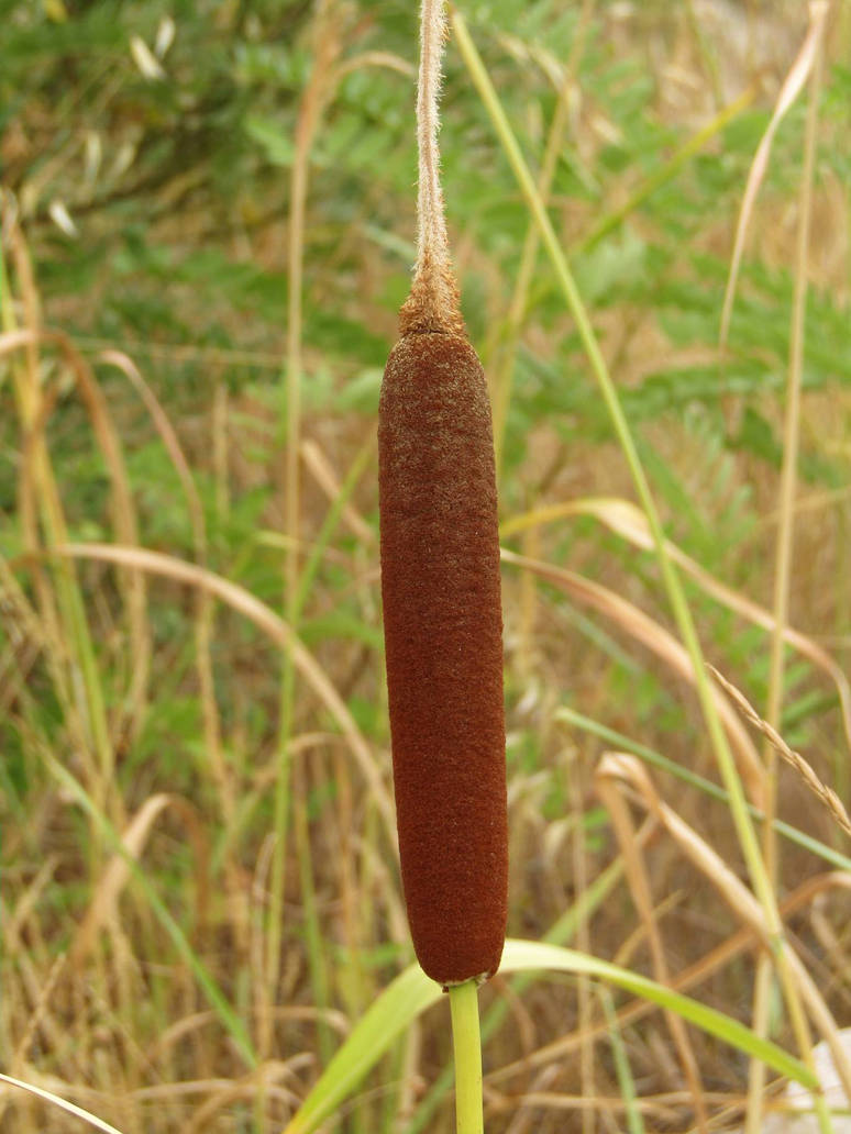 Typha latifolia by oscvanjazz on DeviantArt