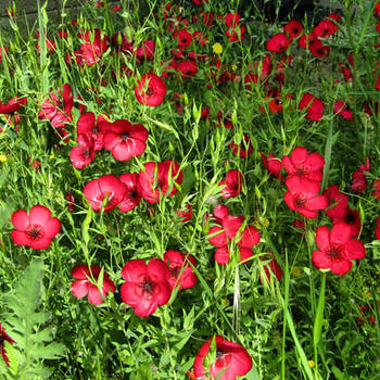 linum grandiflorum rubrum