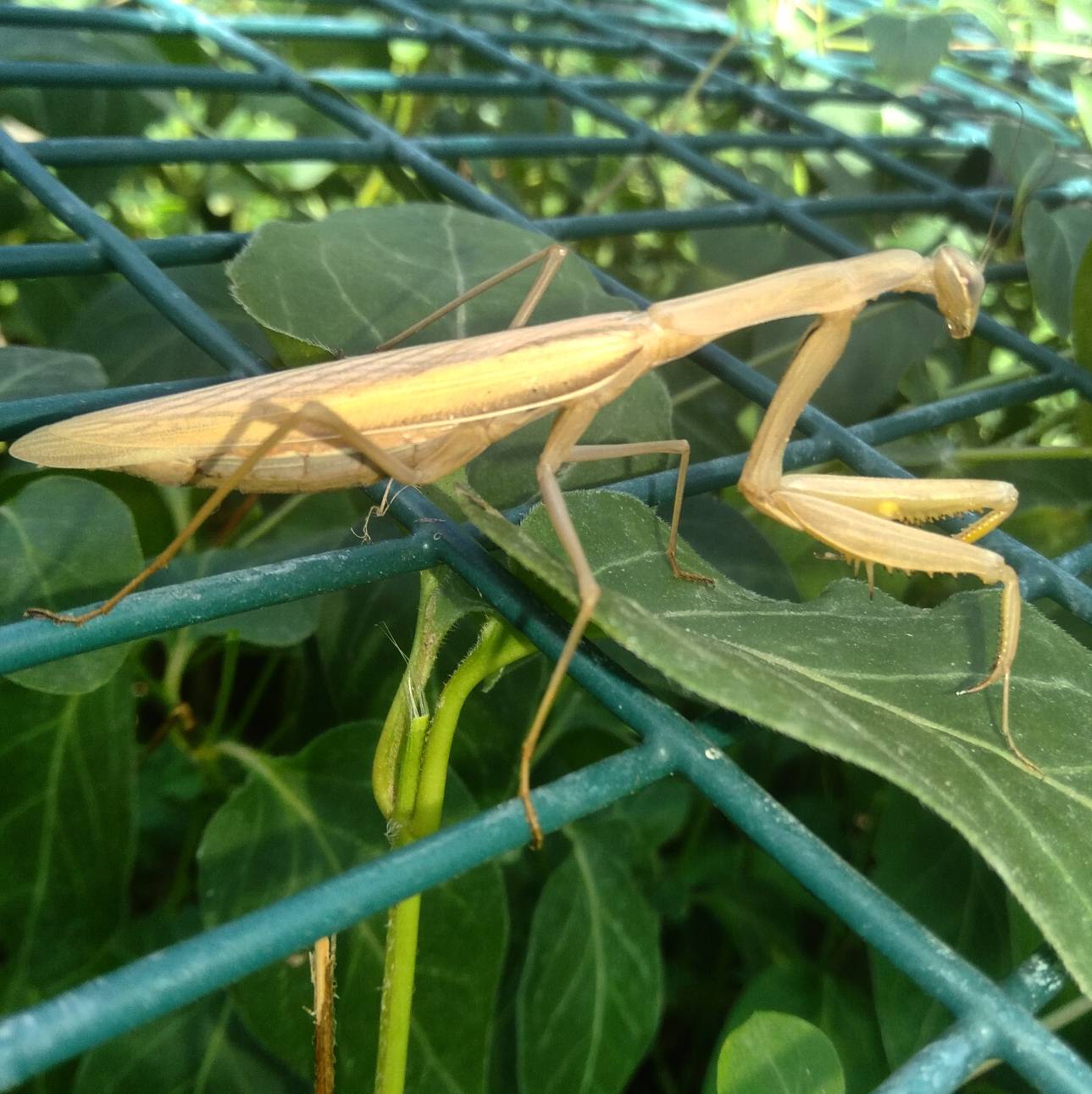 A beautiful praying mantis by oscvanjazz on DeviantArt