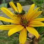 Helianthus pauciflorus with small praying mantis 