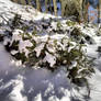 Small Picea abies under the snow