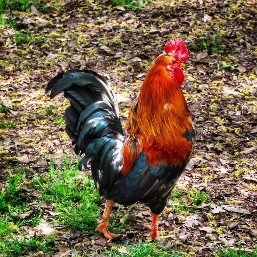 Cuff Galluses Gallus gallus domesticus by oscvanjazz on DeviantArt