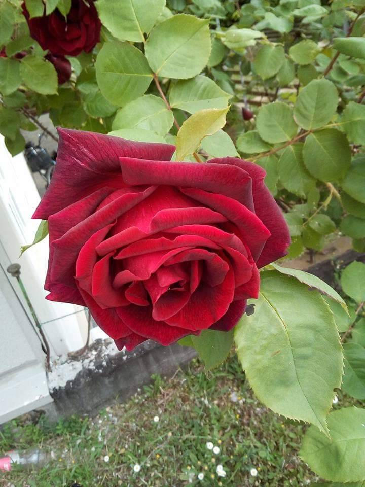 Rosa 2 by oscvanjazz on DeviantArt