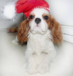 Christmas Spaniel (Iines)