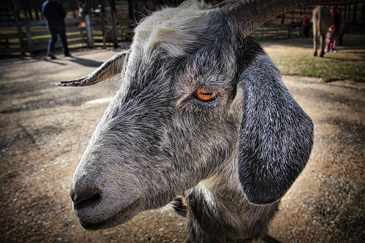 Eye of the goat