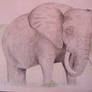 Elephant sketch