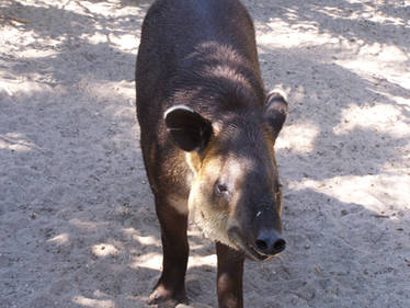 Tapir