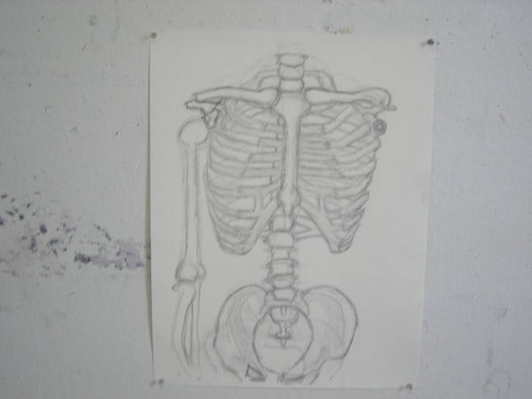 .Rib Cage , Spine n Arm .