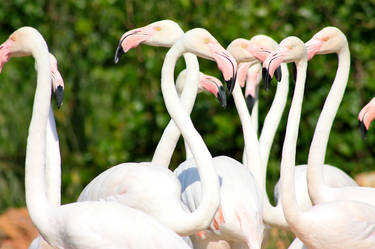 Evil Eye - The Pink Flamingoes
