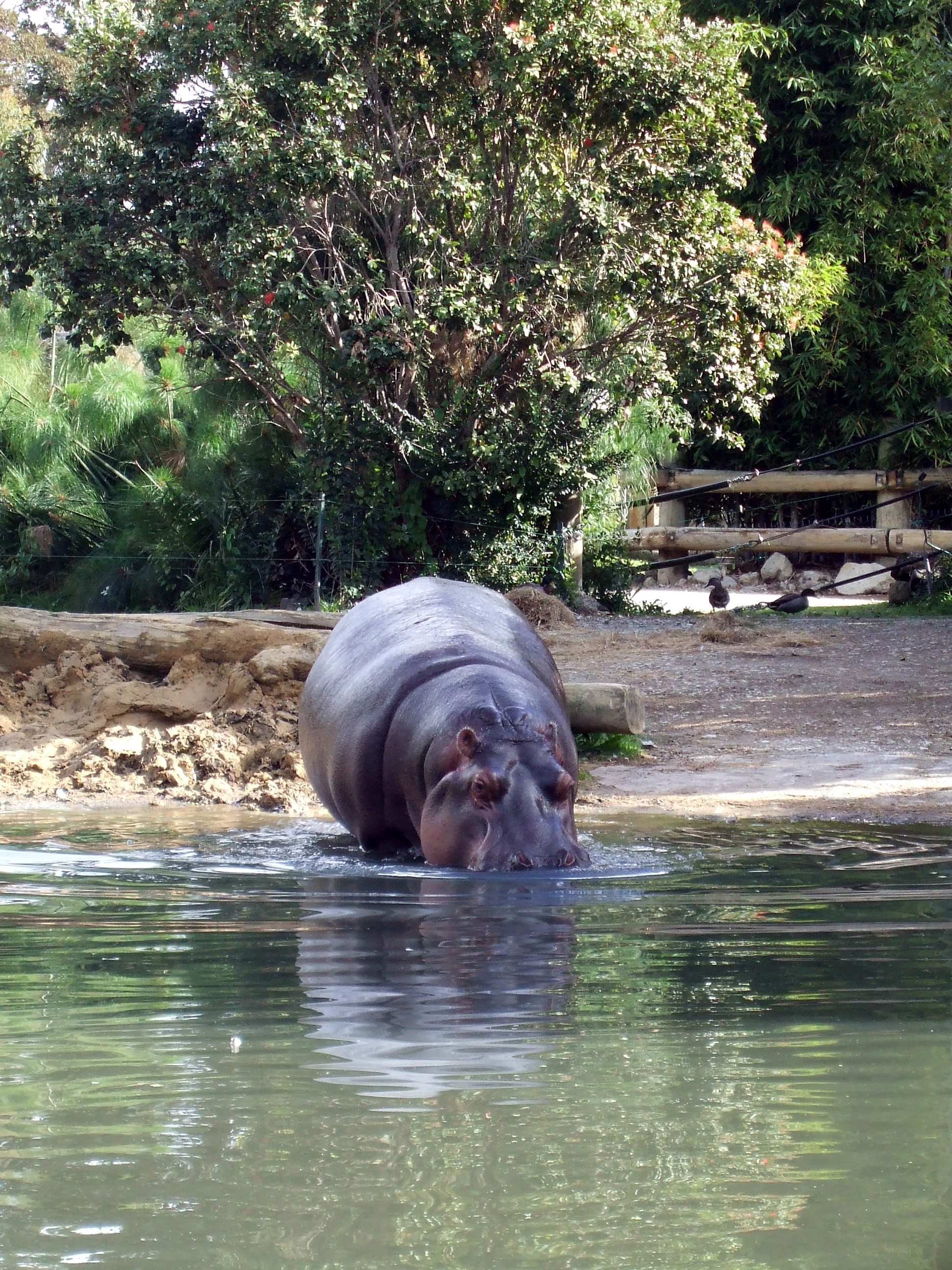 Hippopotamus 1