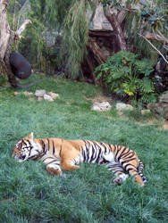 Sumatran Tiger 1