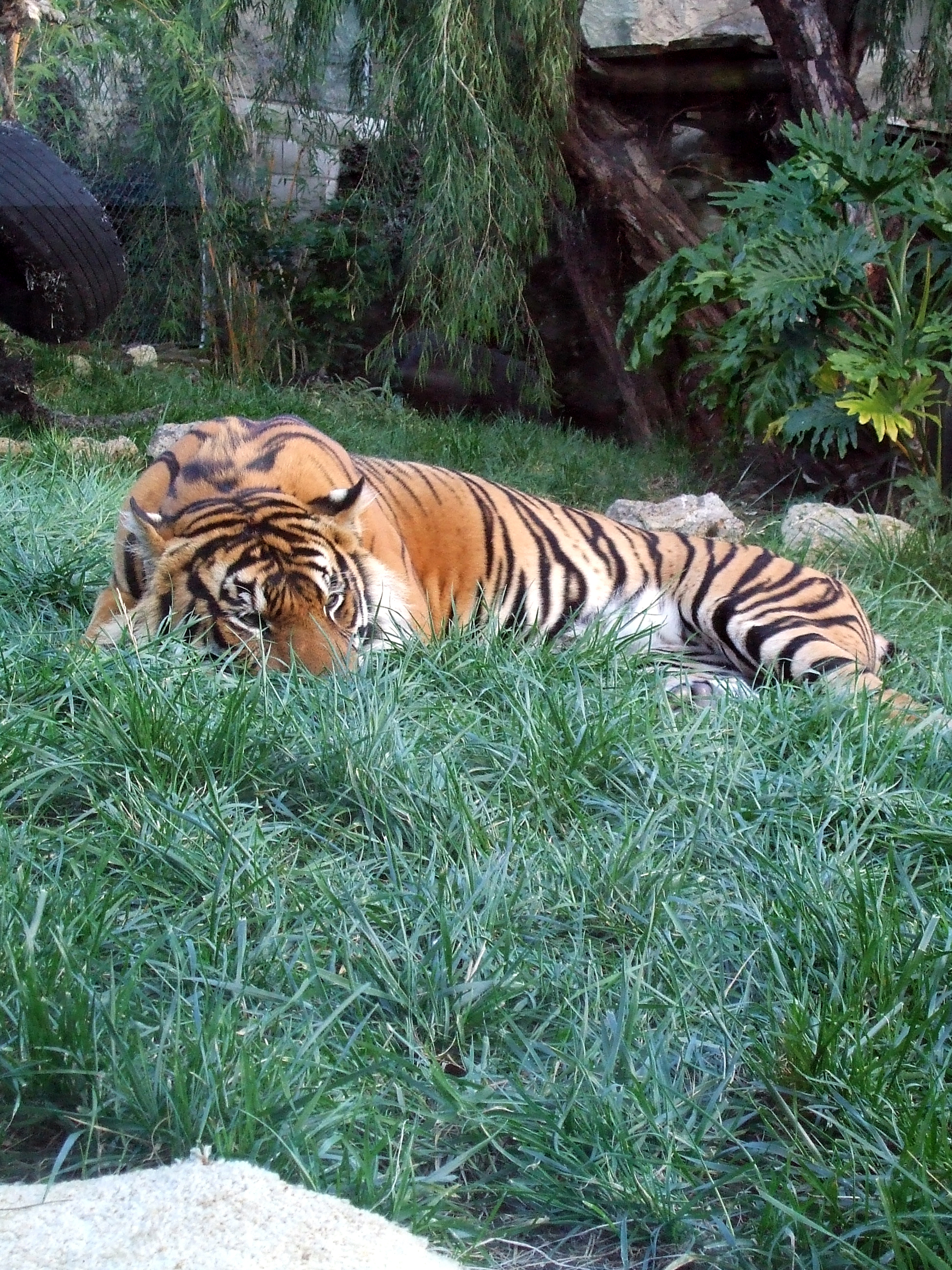 Sumatran Tiger 2