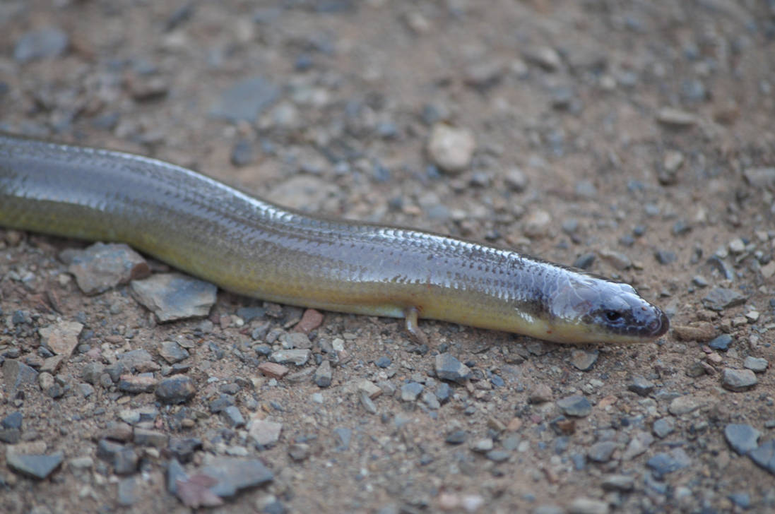 Legless Lizard 0 by Arcindrus on DeviantArt