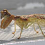 Unusual Mantis Thing