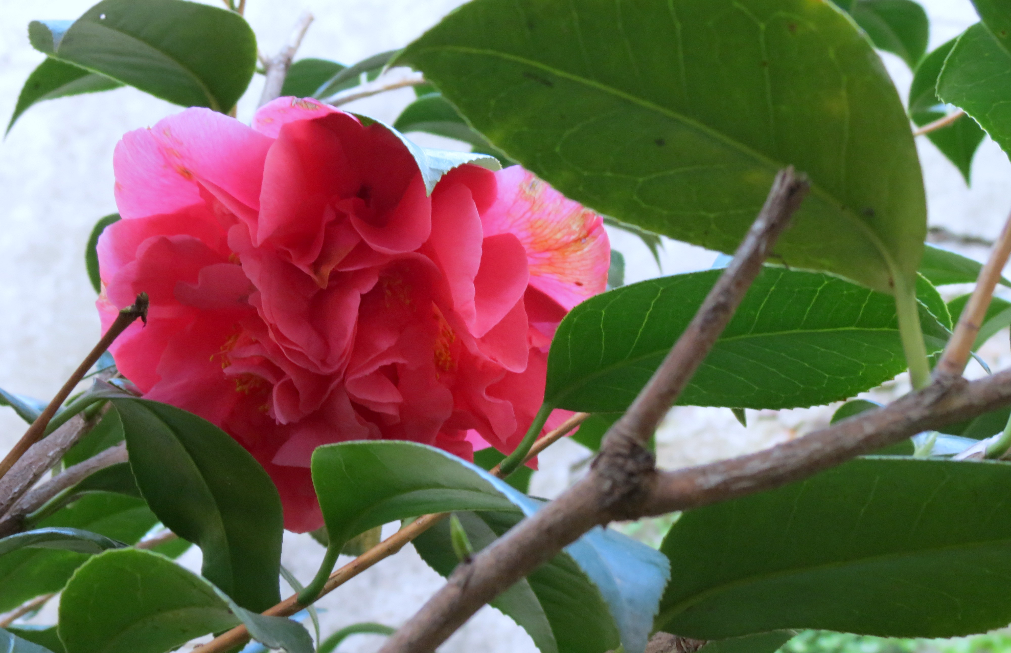 Rome. Flowers ...