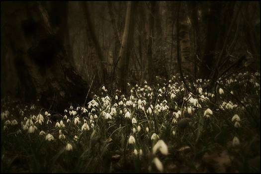 Wild forest flowers ...