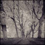 Trees ...